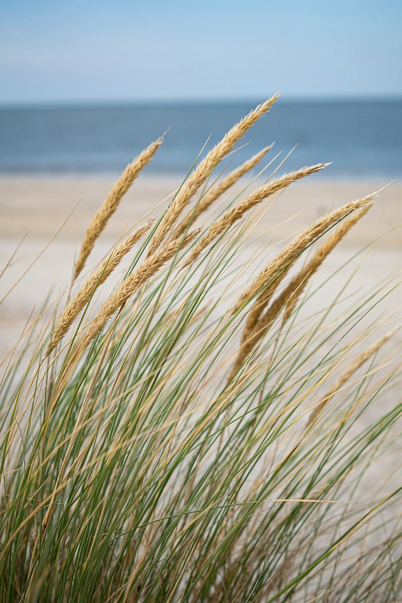 Beachfront Oasis