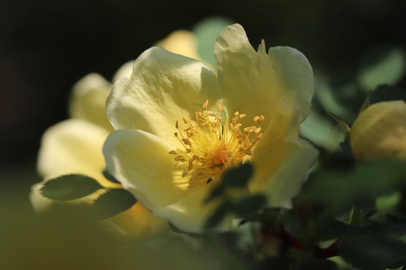 Beautiful Rose Display